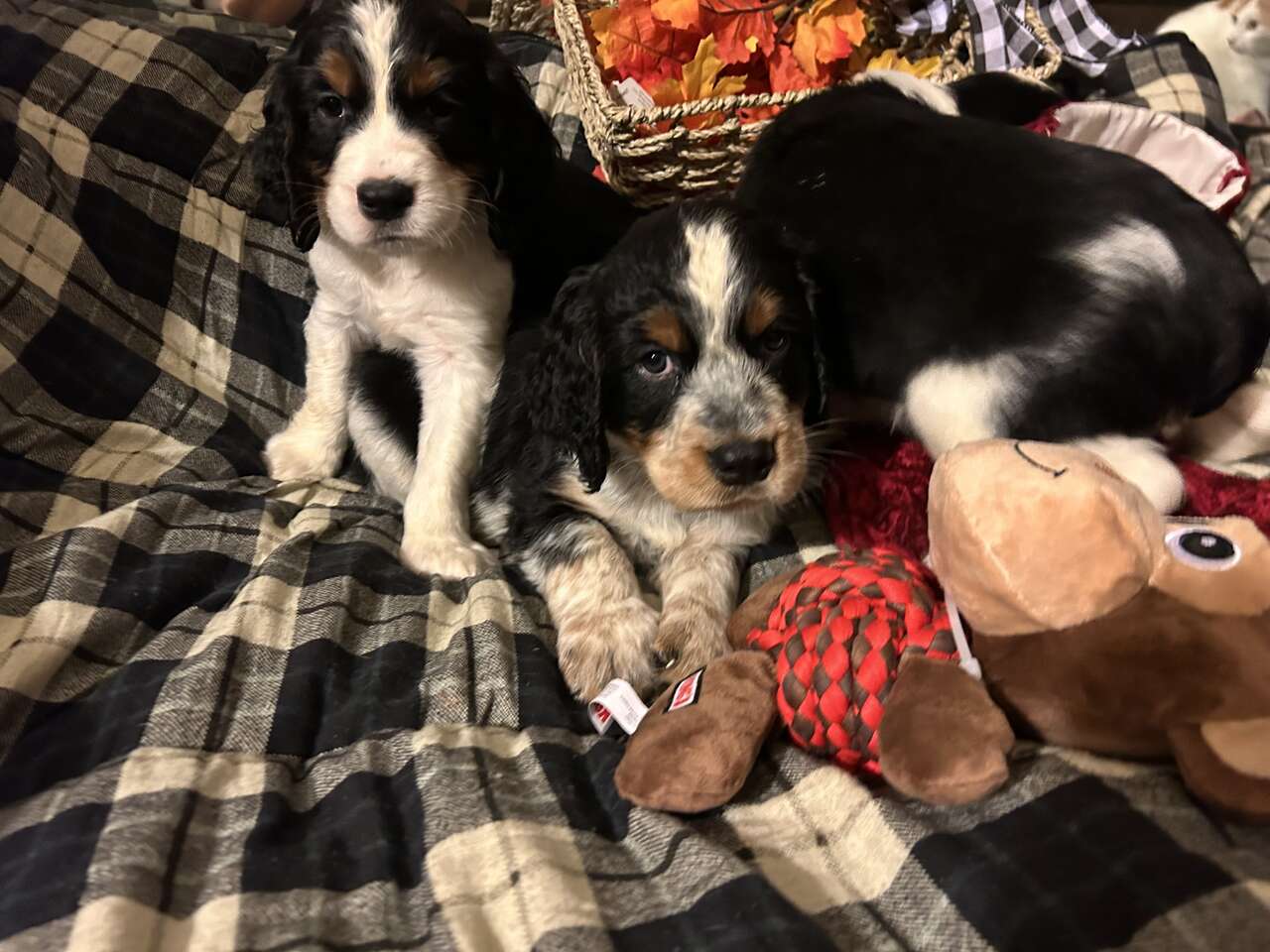 AKC English Springer Spaniel Puppies Pets