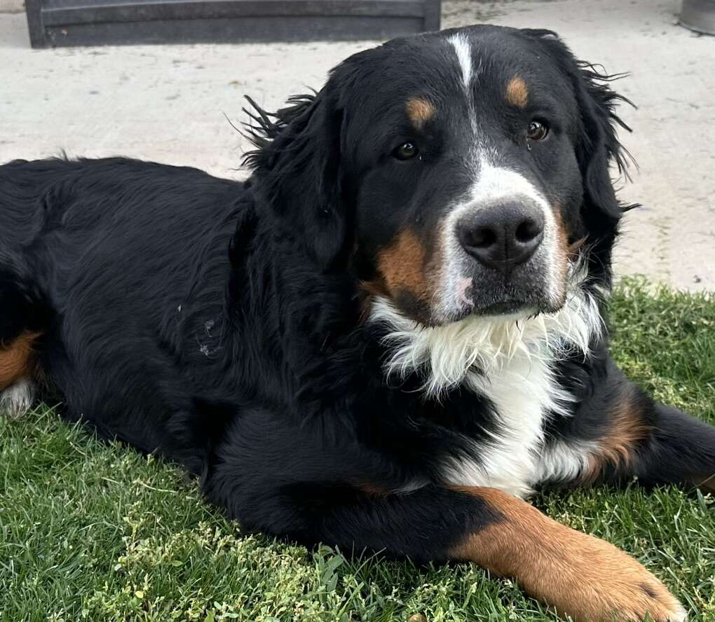 Bernese Mountain Dog Pets