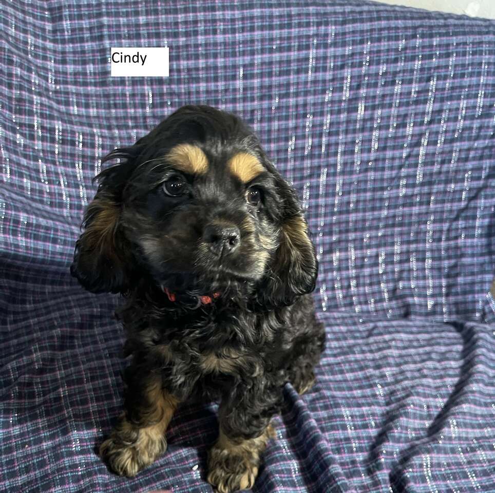 Pure Bred Cocker Spaniel Pets