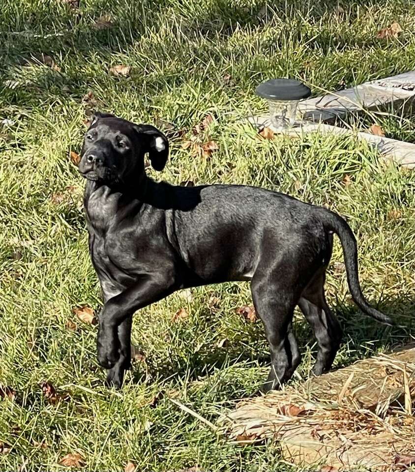 Greyhound/Labrador retriever Pets