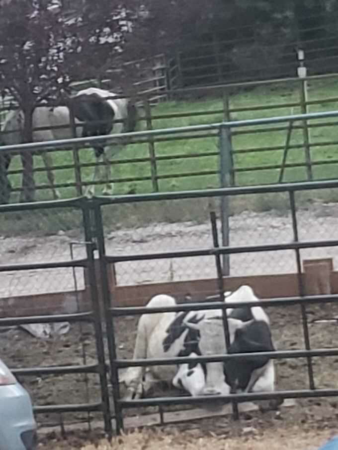 Cow for sale Livestock