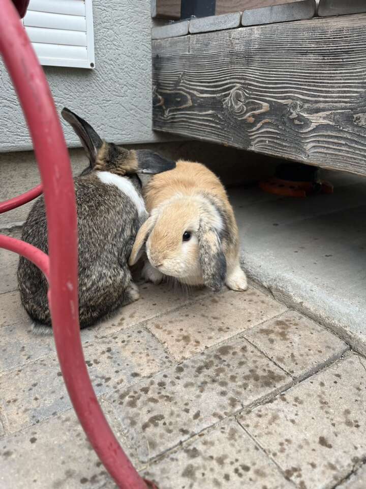 Holland Lop Bunnies