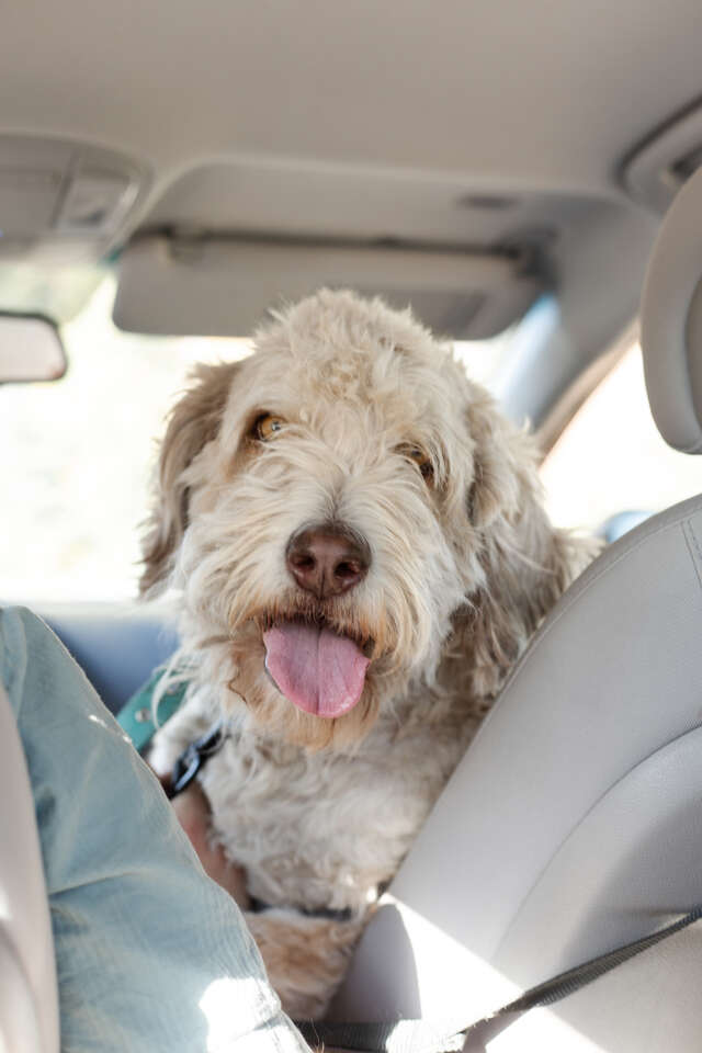 Rehoming Aussiedoodle (standard) Pets