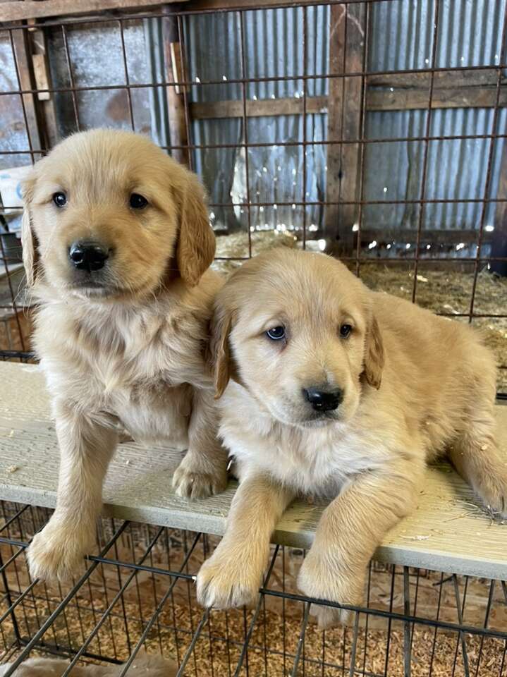 Ksl golden best sale retriever puppies