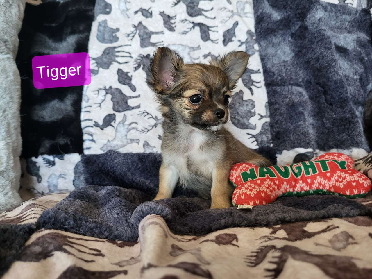 AKC Chihuahua puppy Pets