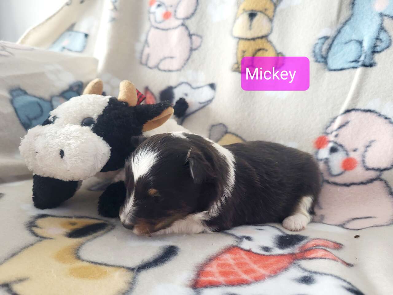 Akc Sheltie Puppies Pets