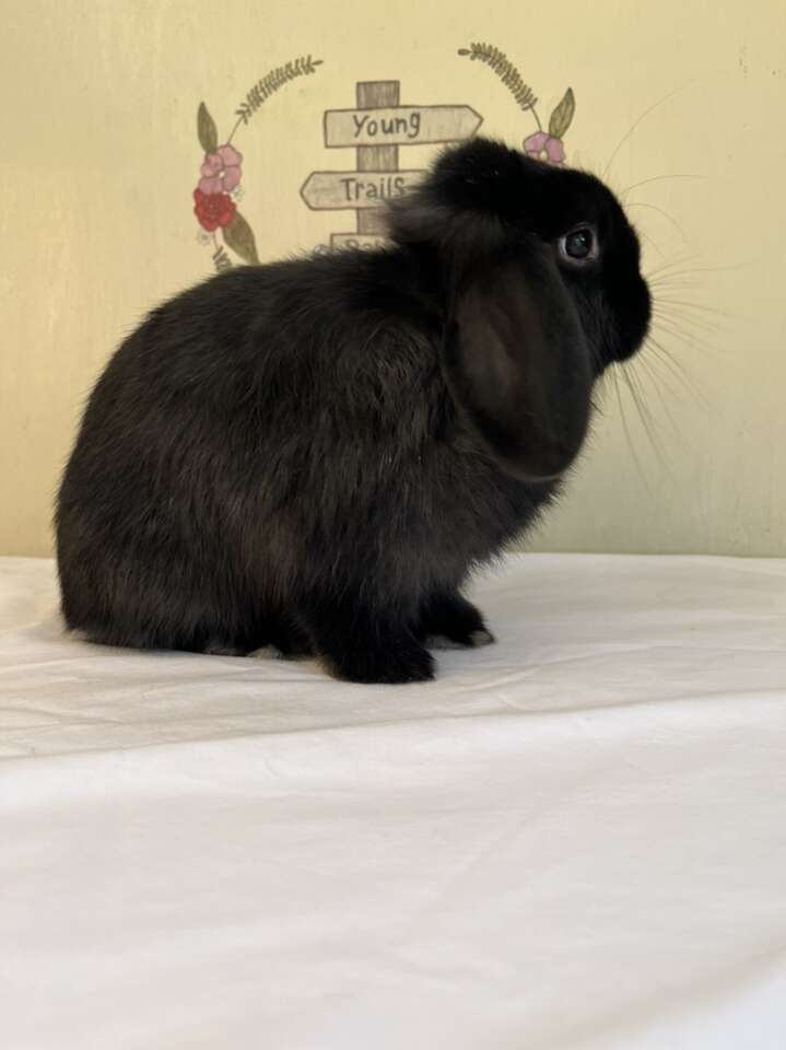 Holland Lop Buck