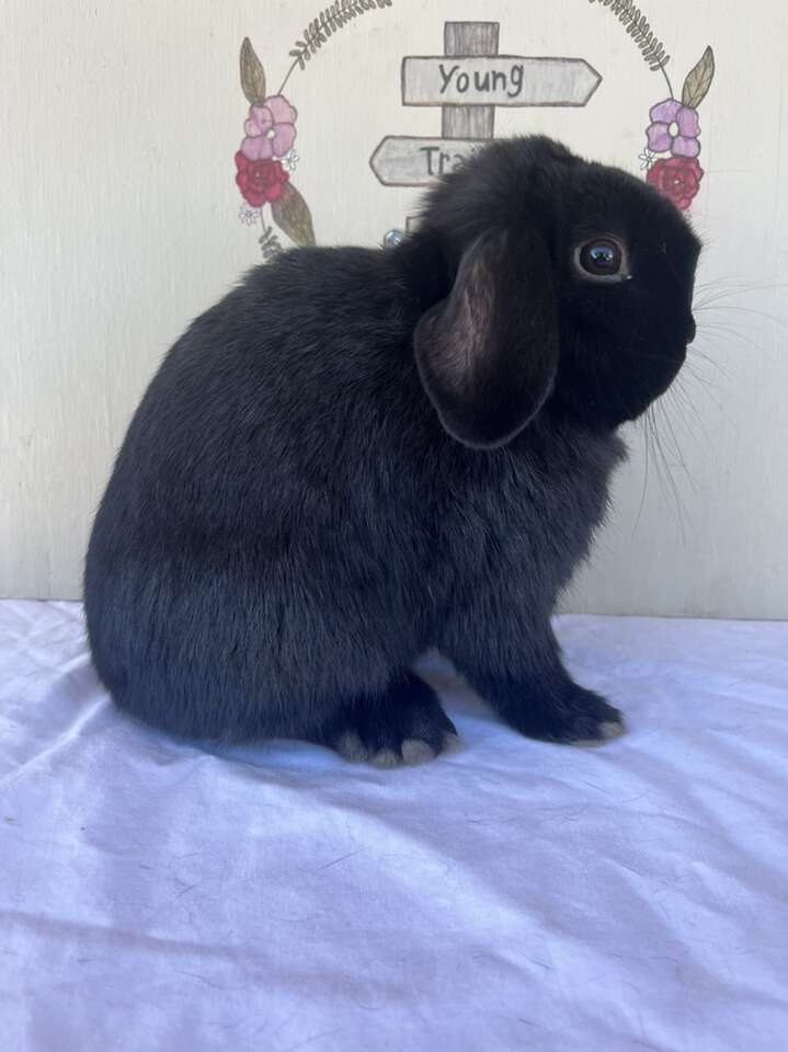 Holland Lop Buck