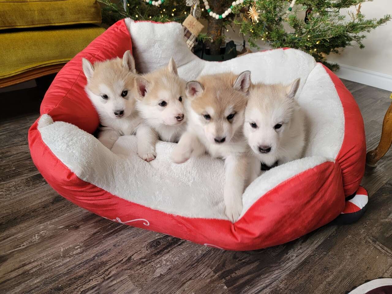 puppies for sale wolf husky Pets