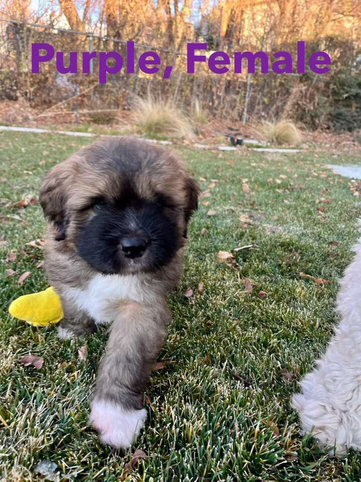 St. Berdoodle Puppies Pets