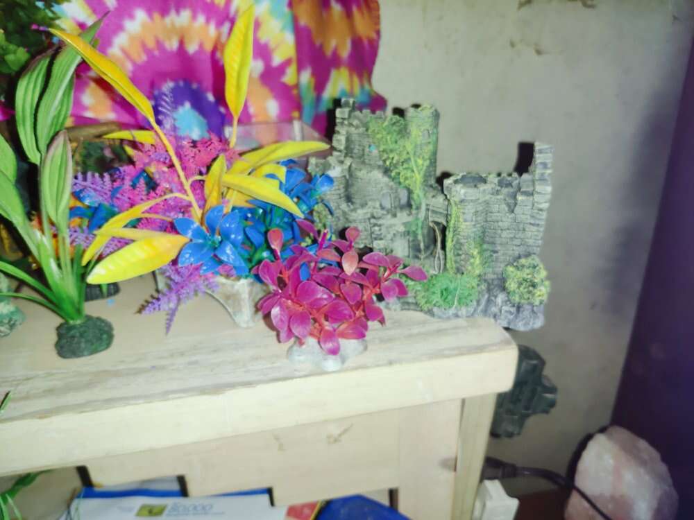 Tons of fresh water decor, tanks supplies