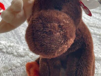 Ty Beanie Buddy Zeus Moose