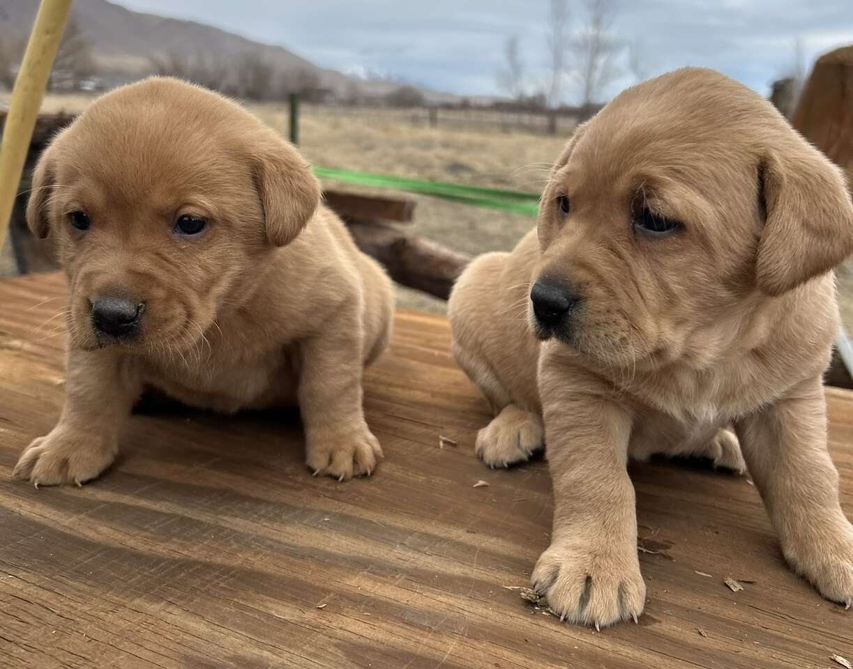 AKC Registered Red Lab Puppies Pets