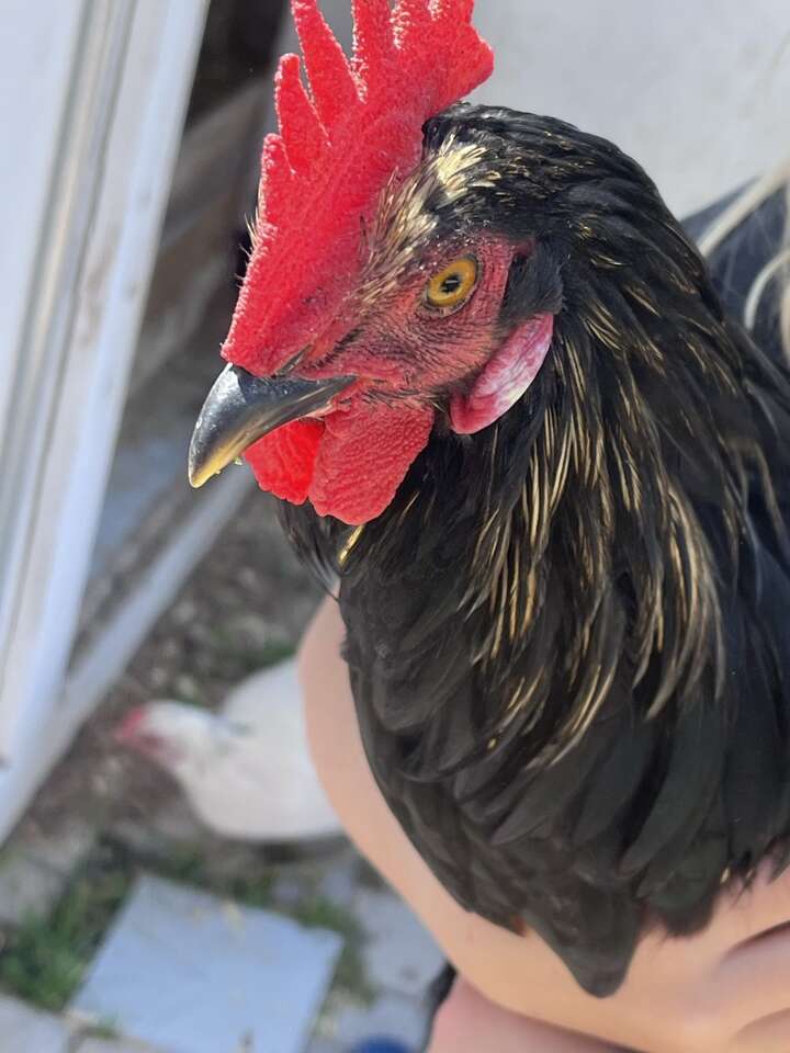 Free Chickens Hens FREE Livestock