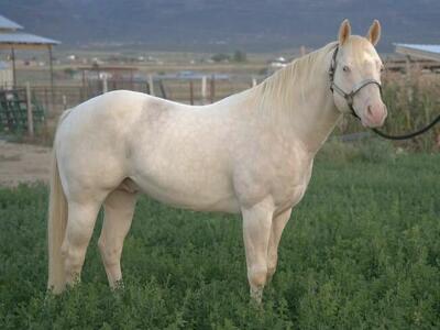 *Just A Lil Moonshine* Stud By Shining Spark