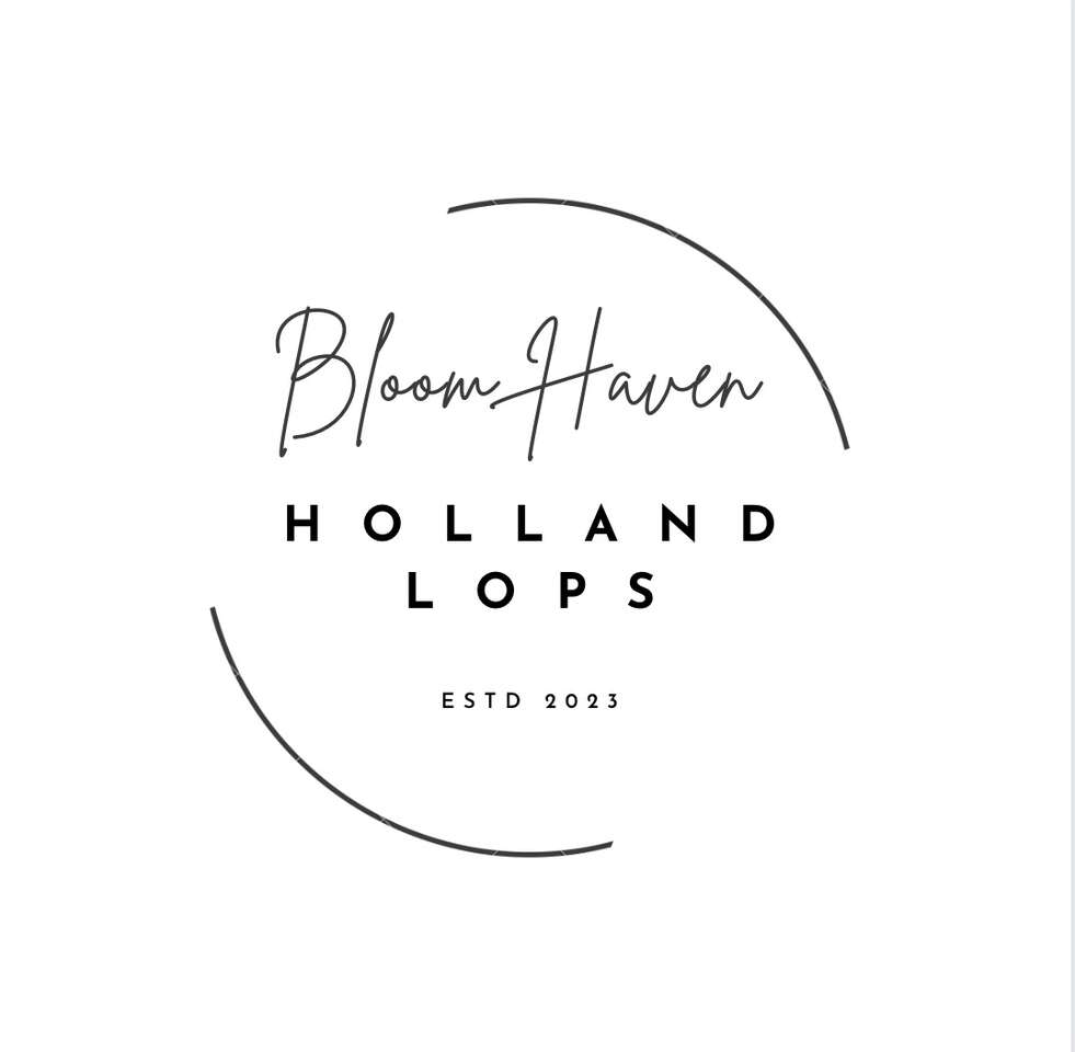 Bloom Havens Pedigreed holland lops!