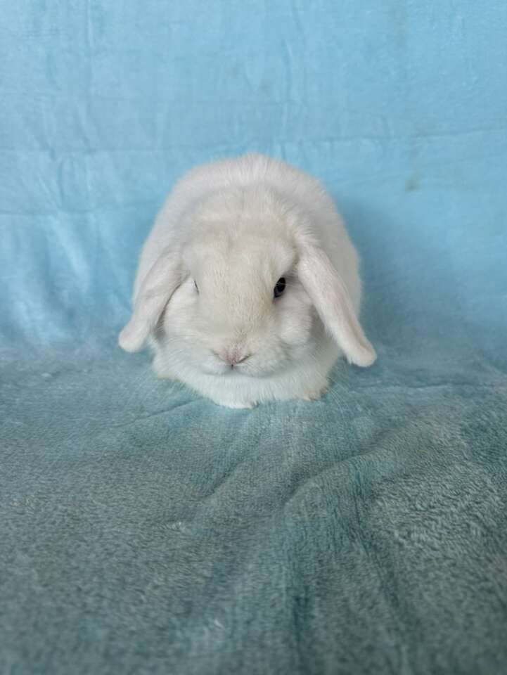 Sweet Holland Lop Buck