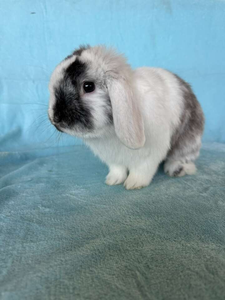 Super friendly holland lop buck