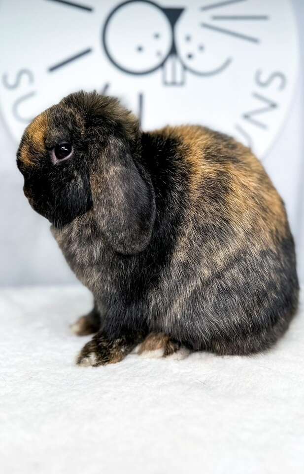 Proven holland lop doe