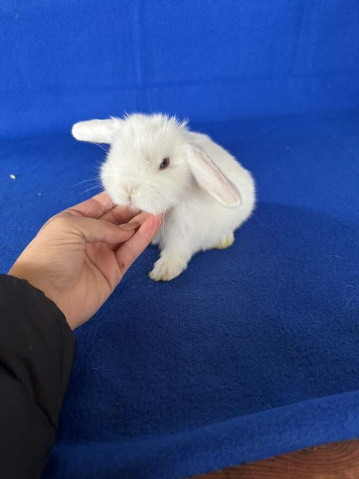 Pedigreed Holland Lop Buck