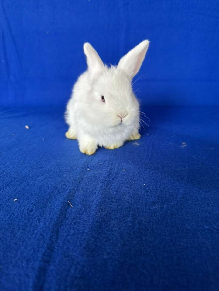 Pedigreed Holland Lop Buck