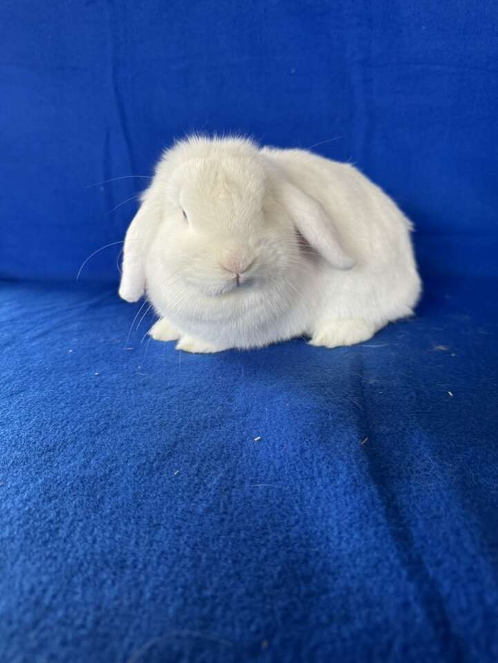 Pedigreed Holland Lop doe