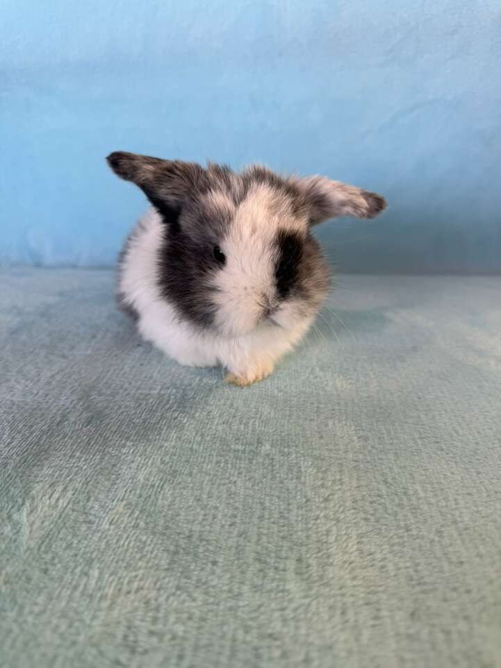 Beautiful Holland Lop Doe