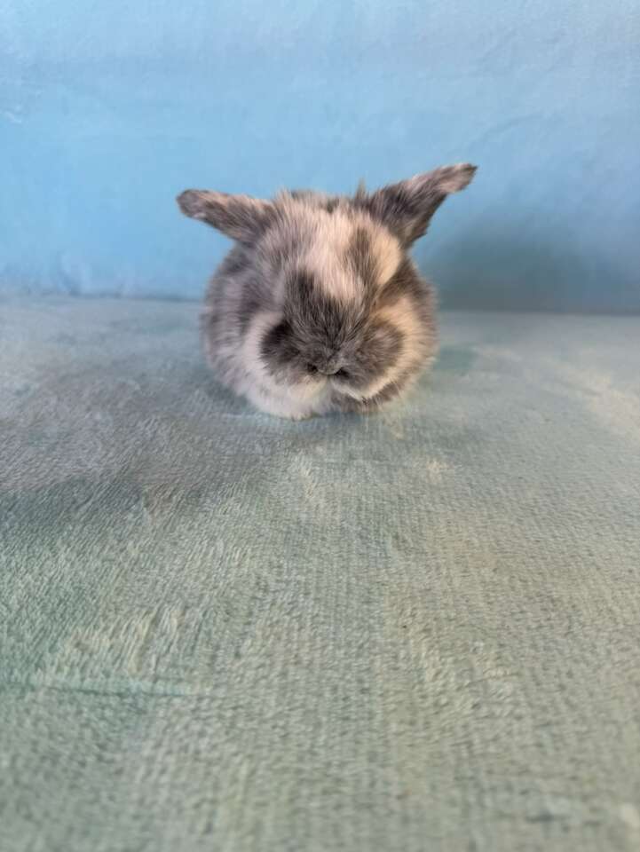 Handsome Holland Lop Buck