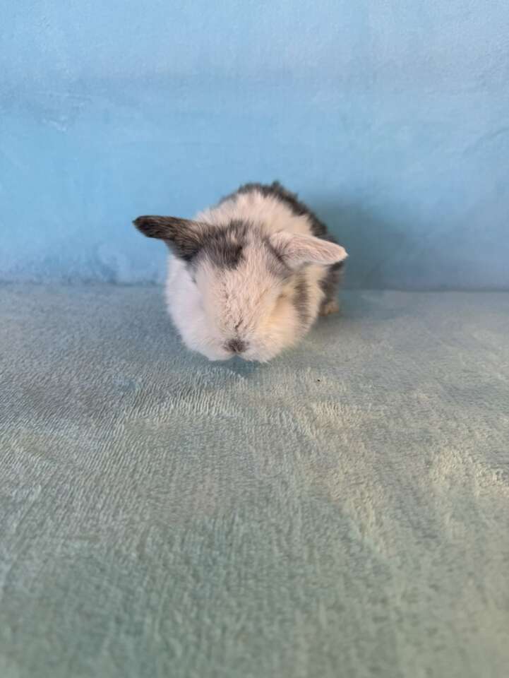 Sweet Holland Lop Buck