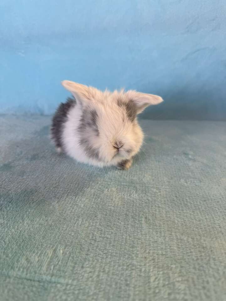 Small Holland Lop Doe