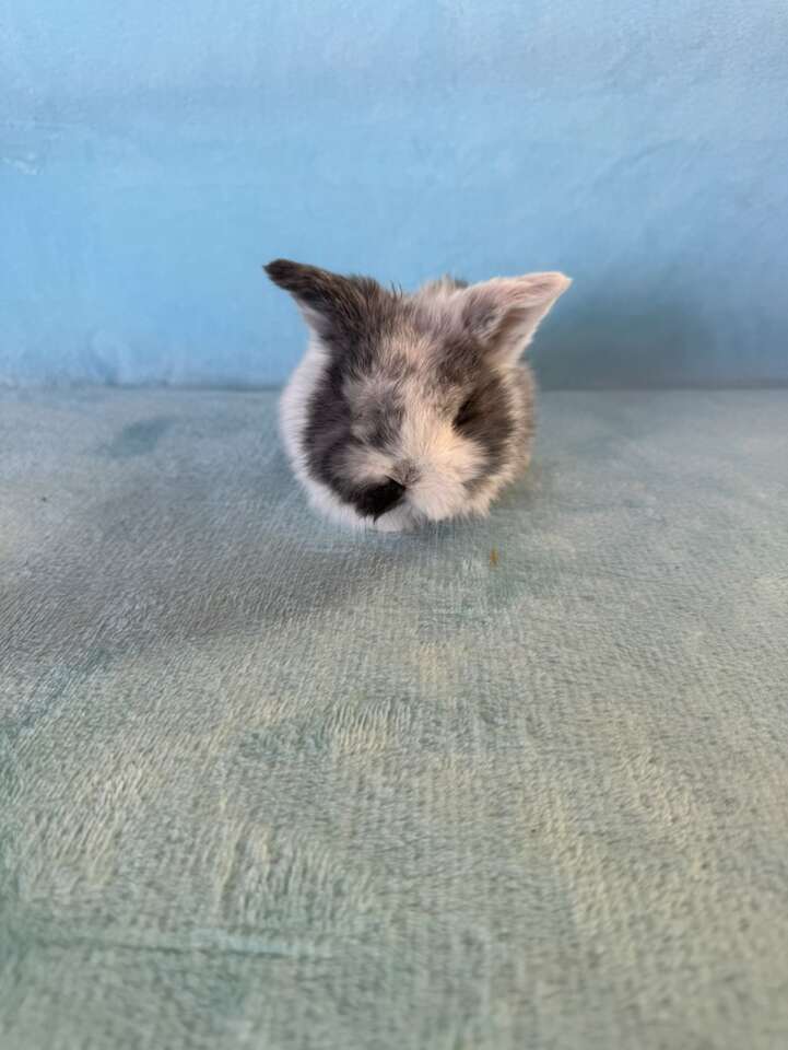 Gorgous Holland Lop Doe