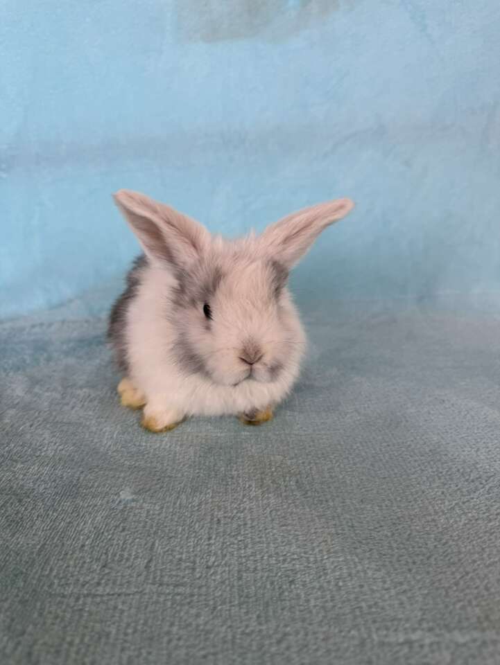 Adorable Holland Lop Doe