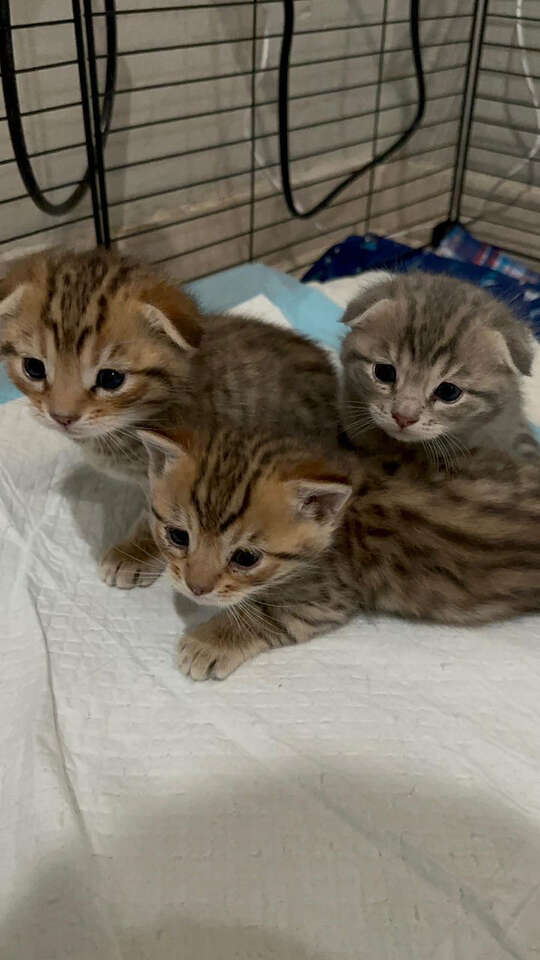 Scottish Fold X Bengal kittens Pets