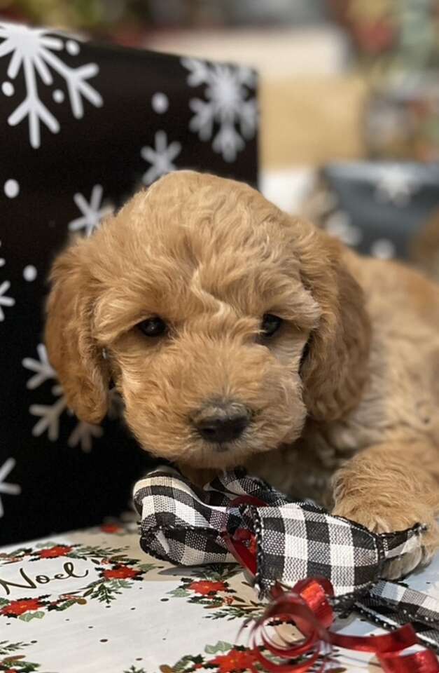 Christmas F1B Mini Labradoodles! Pets