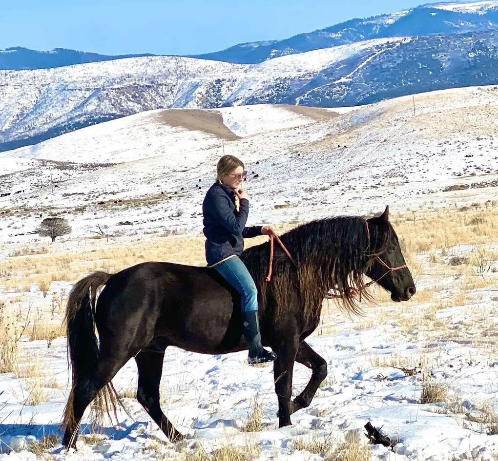 Chocolate Silver Dapple Missouri Fox Trotter Stud