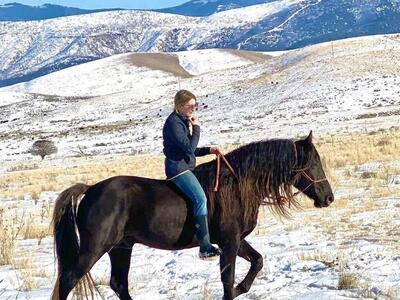 Chocolate Silver Dapple Missouri Fox Trotter Stud