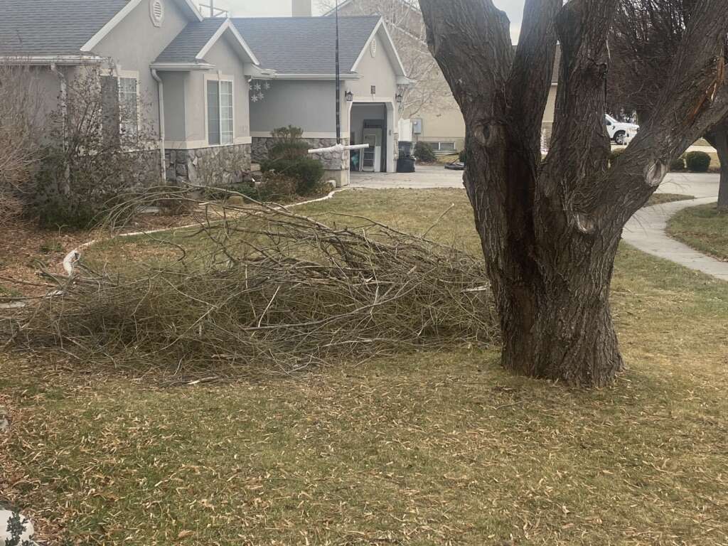 Free Sticks And Fire Wood FREE