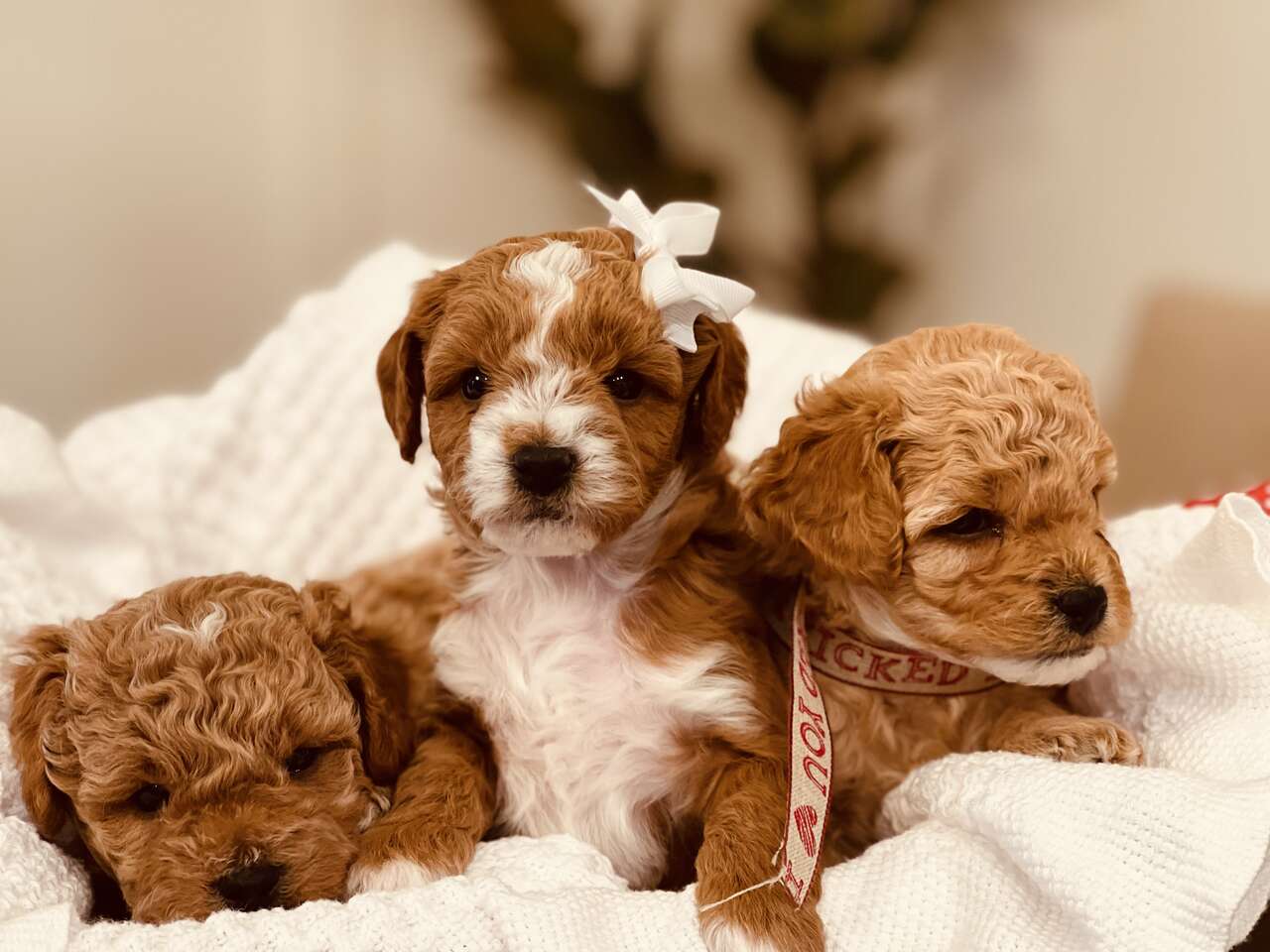 Mini Cavapoo puppies Cavalier/poodle Toy/… Pets