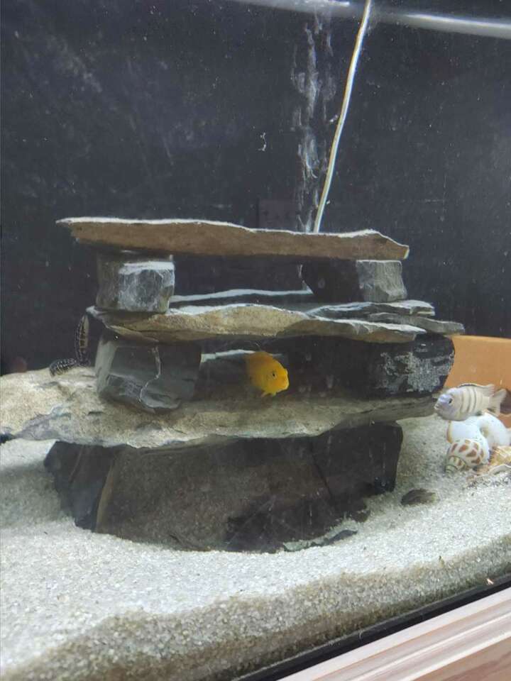 Slate Stones for aquarium Pets