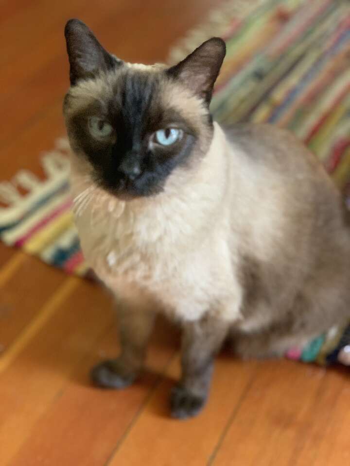 Sweetest Cat Needs Home ASAP! Pets