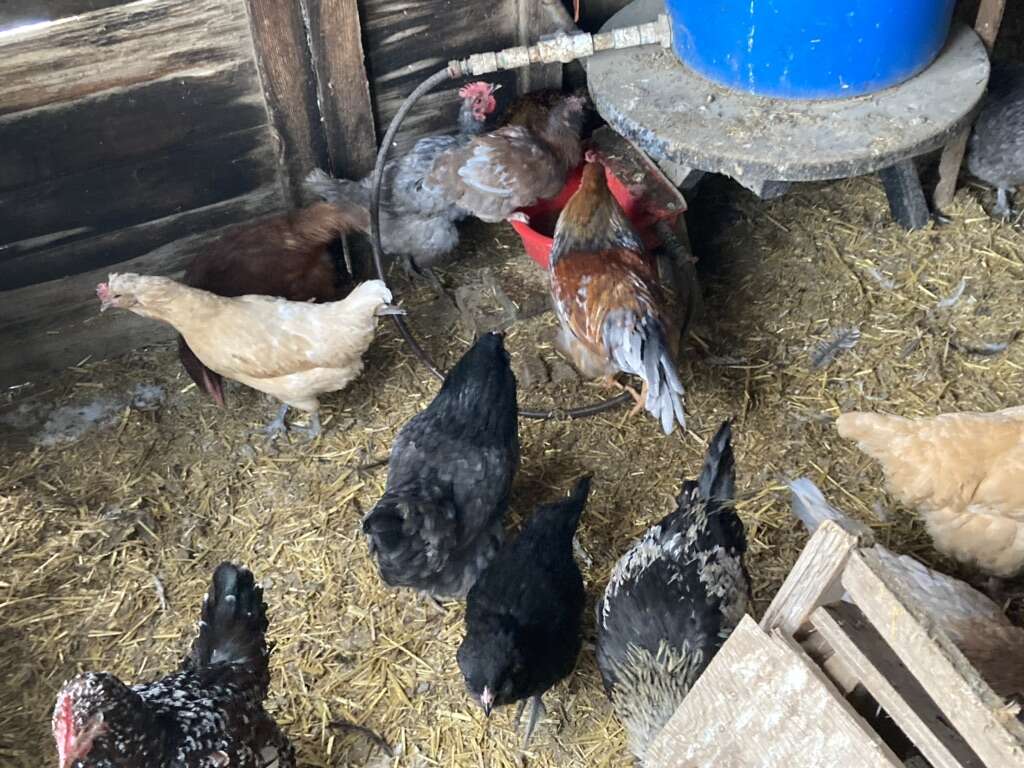 Chickens Livestock