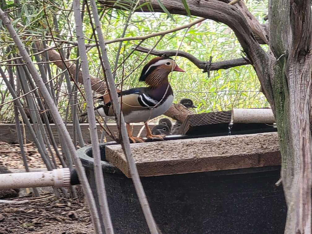 Mandarin Ducks Livestock