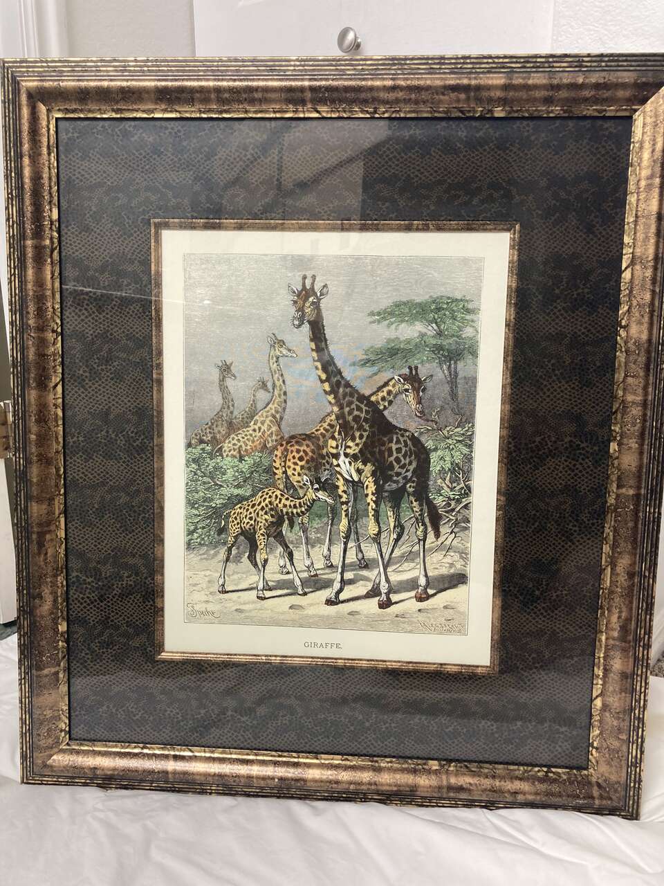 Franklin Picture Company Hand Colored Engraving Framed Of An Giraffe
