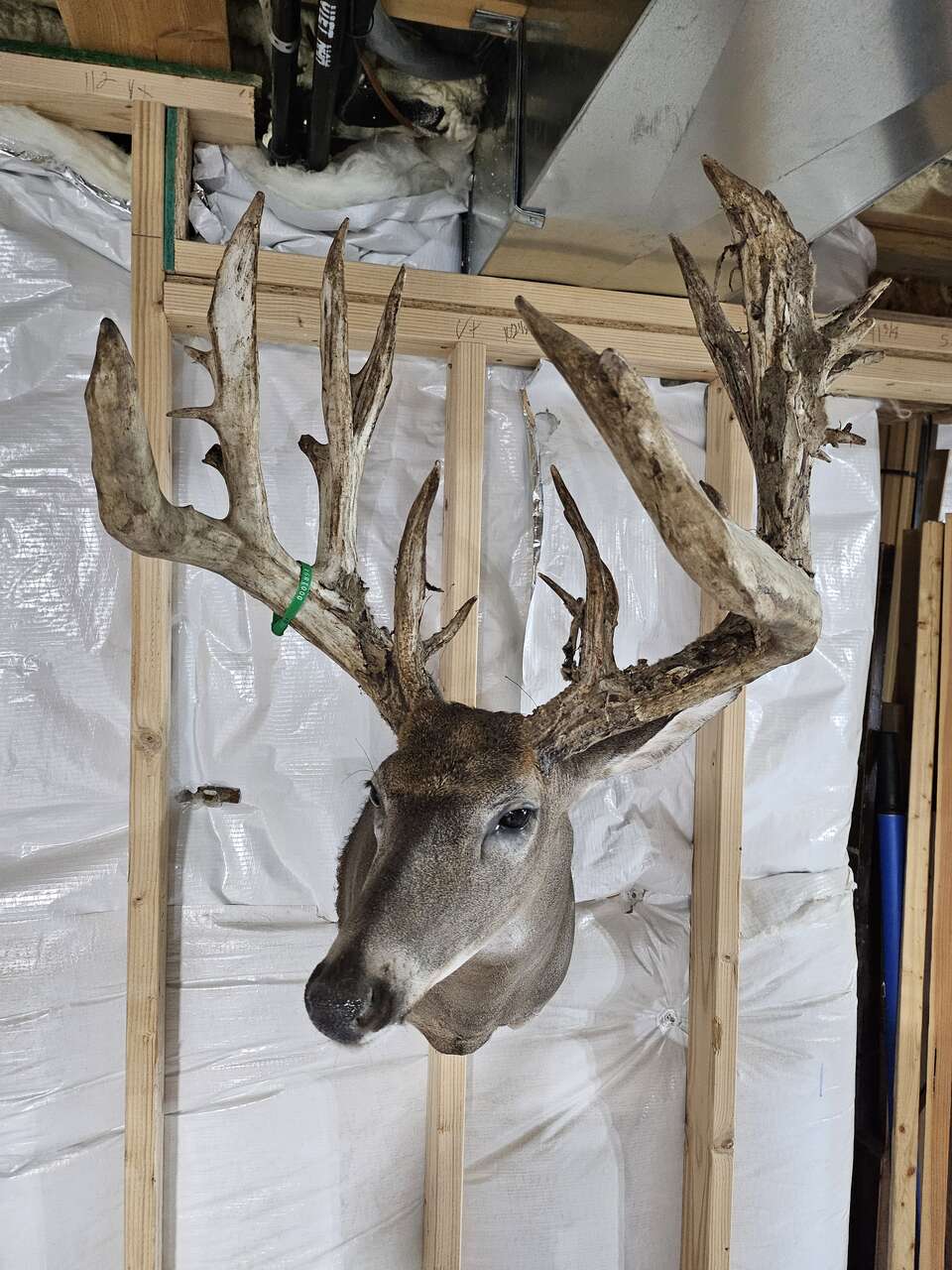 Monster White Tail Buck