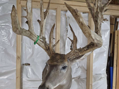 Monster White Tail Buck