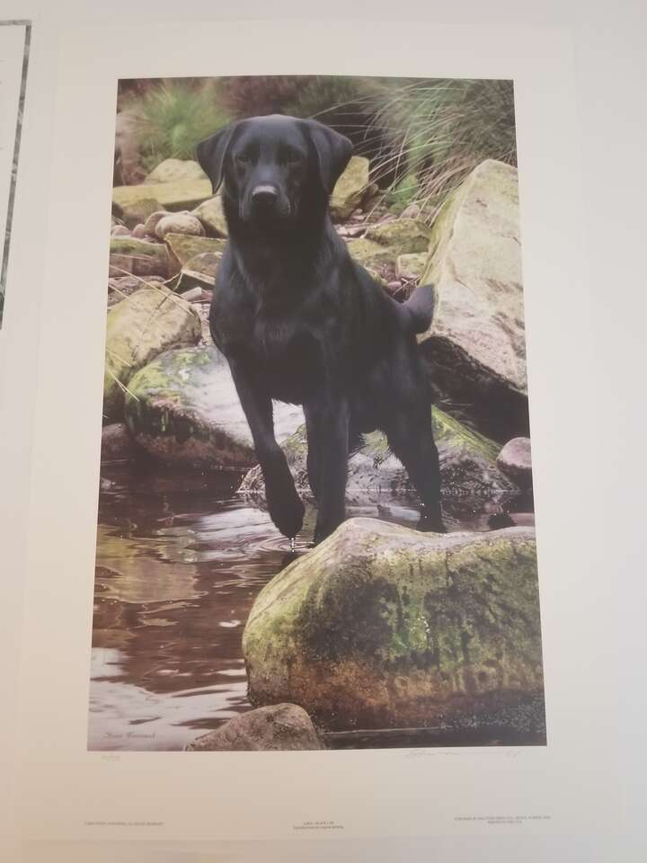 Steven Townsend Logo-Black Lab Limited Edition Print W/COA