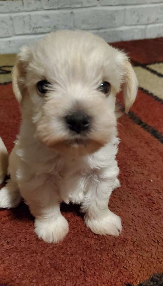 MINIATURE TOY SCHNAUZERS Pets