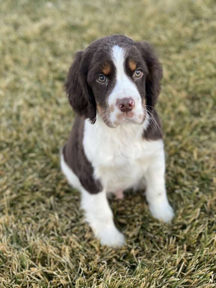 AKC SPRINGER SPANIEL PUPPIES!!! Pets