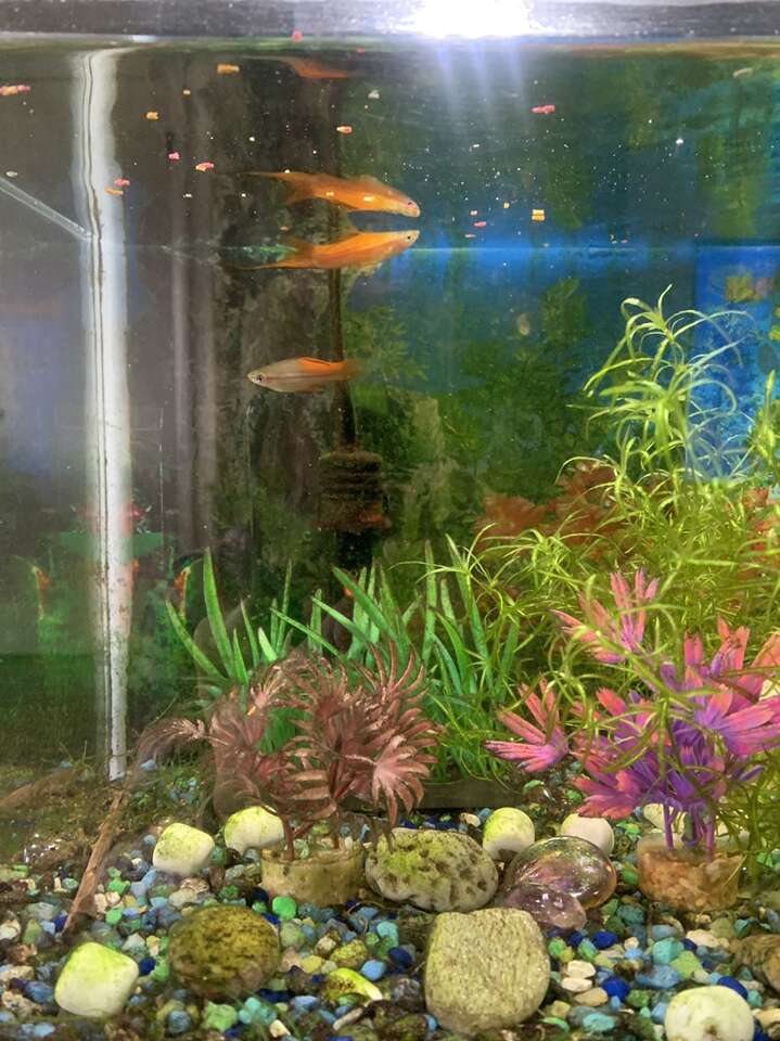 Pineapple Sword Tail