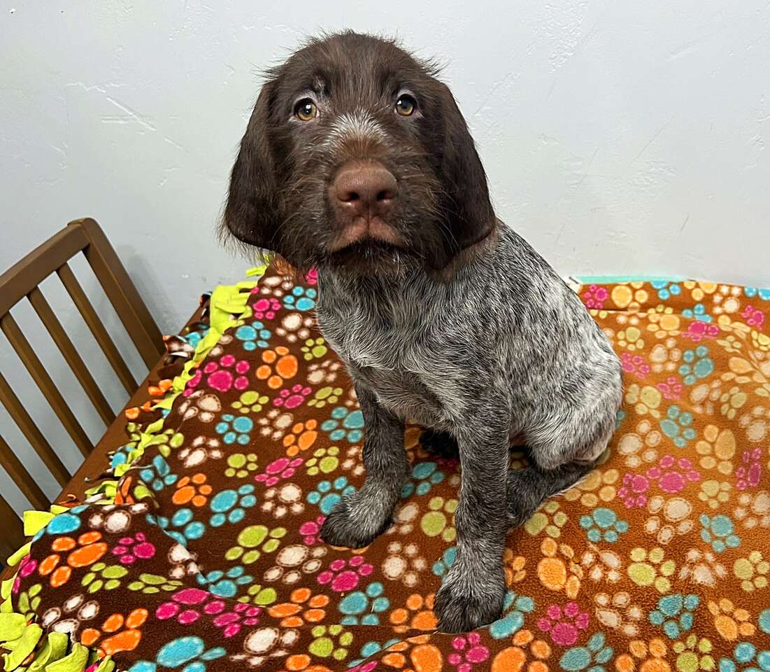 Akc wirehaired outlet pointing griffon